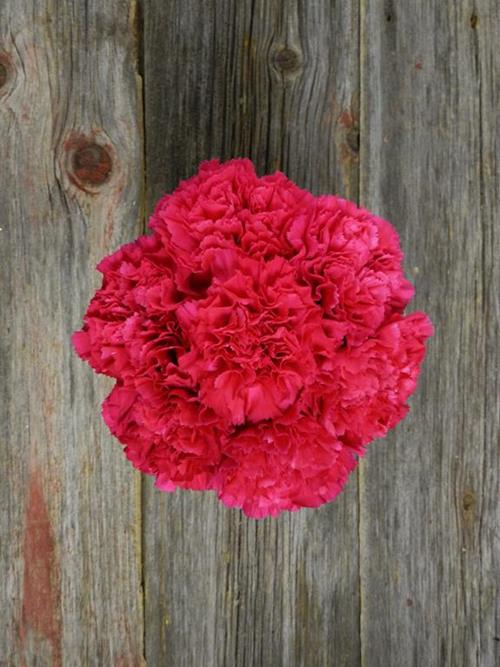 BIZET HOT PINK CARNATIONS